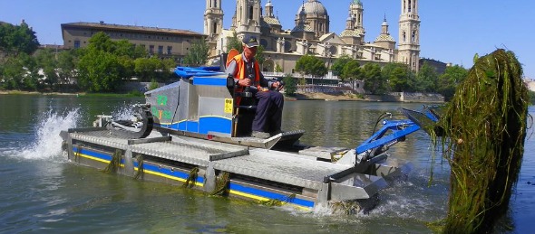 La AV. reclama limpiar las algas del Ebro para prevenir las picaduras de mosca negra