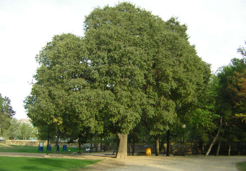 Almez Parque Bruil