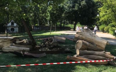 Denuncia vecinal de la tala de la escultura del almez del Parque Bruil