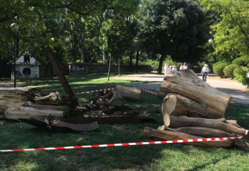 Denuncia vecinal de la tala de la escultura del almez del Parque Bruil