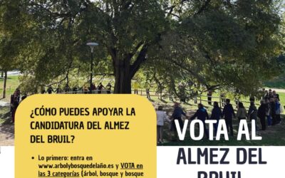 ¡Vota al Almez del Parque Bruil!